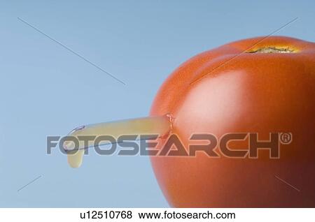 Stock Photo - Pipe inserted into a tomato. Fotosearch