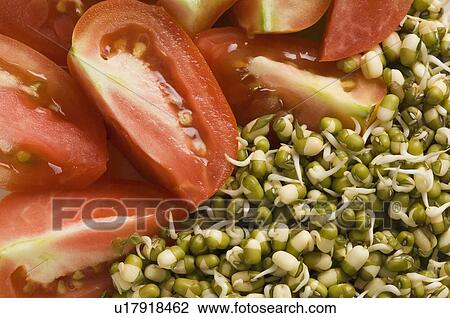 Close-up of bean sprout with slices of tomato View Large Photo Image Stock Image - Close-up of bean sprout with slices of tomato. Fotosearch