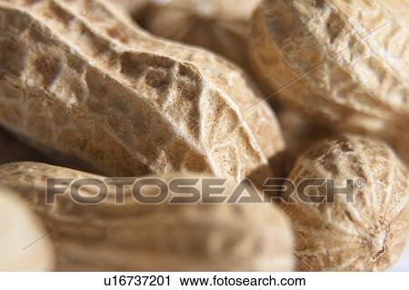 A close-up of a group of Peanuts View Large Photo Image Stock Image - A close-up of a group of Peanuts. Fotosearch