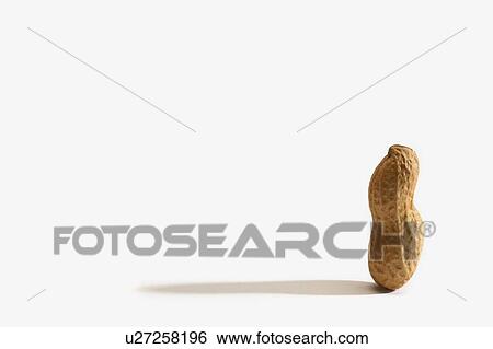 Stock Photograph - A Single Vertical Peanut. Fotosearch