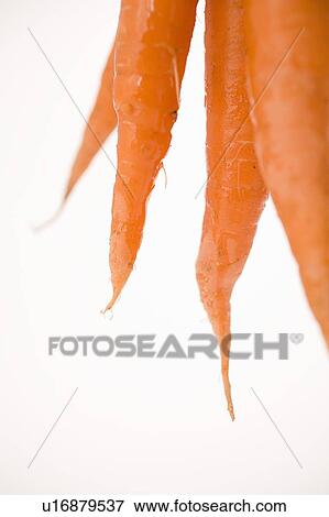 Stock Photo - Bottoms of carrots. Fotosearch