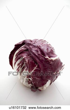 Head of radicchio View Large Photo Image Stock Image - Head of radicchio. Fotosearch