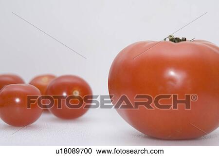 Little tomatoes and one big tomato View Large Photo Image Stock Image - Little tomatoes and one big tomato. Fotosearch