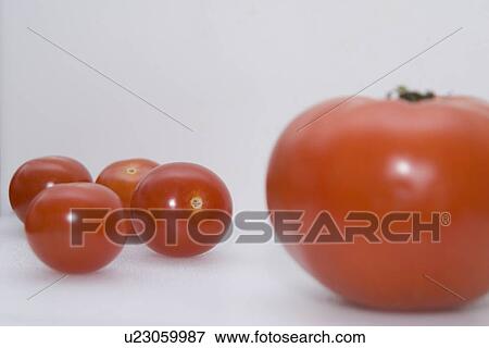 Little tomatoes and one big tomato View Large Photo Image Stock Photo - Little tomatoes and one big tomato. Fotosearch