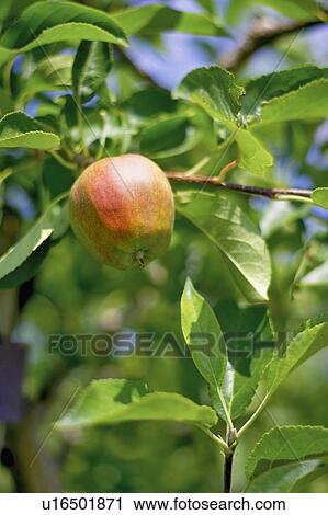 Stock Image - Apple hanging from branch in tree. Fotosearch