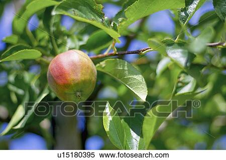 Stock Photography - Apple hanging from branch in tree, Ontario. Fotosearch