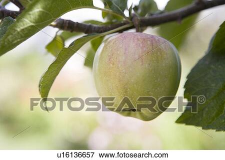 Stock Photo - Apple on tree, Cypress Street Community Garden, Vancouver, BC. Fotosearch
