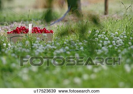 Stock Photo - Basket of cherries sitting on the grass in cherry orchard, Ontario. Fotosearch