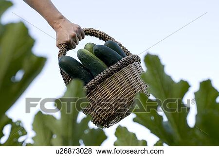 Stock Photo - Carrying basket of cucumbers, organic garden, Manitoba, Canada. Fotosearch