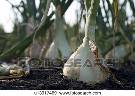 Stock Photo - Close up, cooking onion, organic garden, Manitoba, Canada. Fotosearch