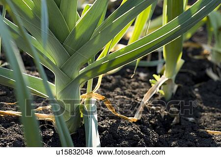 Stock Photo - Close up, cooking onion, organic garden, Manitoba, Canada. Fotosearch