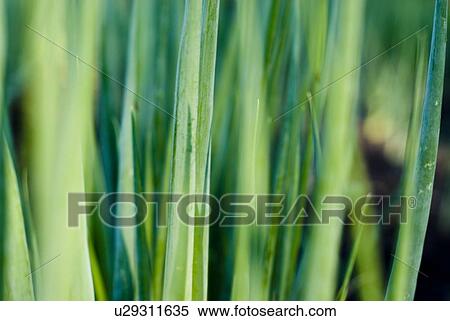 Stock Photography - Close-up of cooking onions tops, organic garden, Manitoba, Canada. Fotosearch