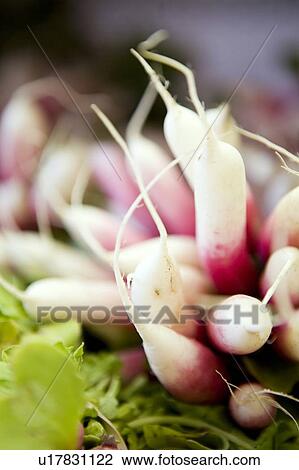Close-up of fresh radish, Lumsden, Saskatchewan, Canada View Large Photo Image Stock Image - Close-up of fresh radish, Lumsden, Saskatchewan, Canada. Fotosearch