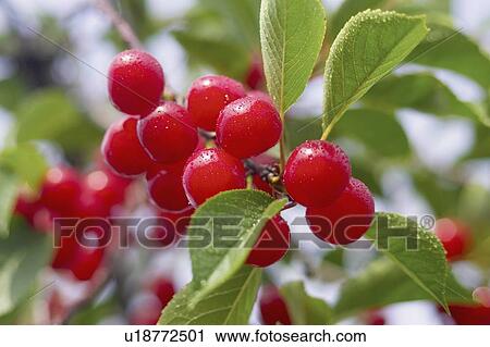 Stock Image - Cluster of red cherries on the tree, Ontario. Fotosearch