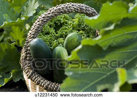 Stock Image - Cucumbers in basket, organic garden, Manitoba, Canada. Fotosearch
