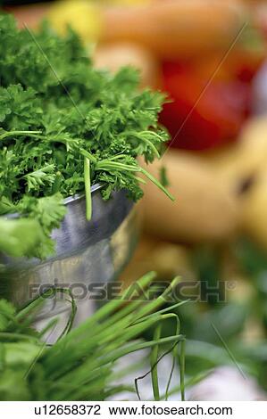 Curly Parsley in stainless steel bowl with chives, squash, and red pepper View Large Photo Image Stock Image - Curly Parsley in stainless steel bowl with chives, squash, and red pepper. Fotosearch