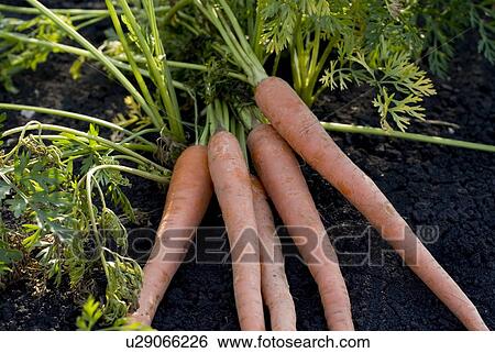 Stock Photograph - Five carrots in organic garden, Manitoba, Canada. Fotosearch