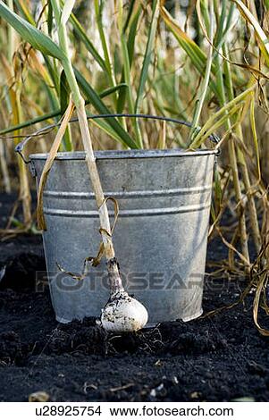 Picture - Fresh garlic beside galvanized bucket, organic garden, Manitoba, Canada. Fotosearch