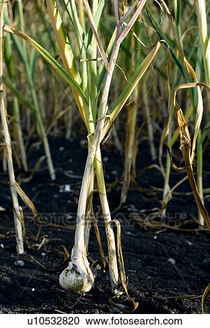 Stock Image - Fresh garlic, organic garden, Manitoba, Canada. Fotosearch