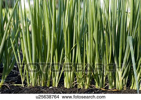Rows of cooking onions, organic garden, Manitoba, Canada View Large Photo Image Picture - Rows of cooking onions, organic garden, Manitoba, Canada. Fotosearch