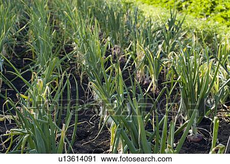 Stock Image - Rows of cooking onions, organic garden, Manitoba, Canada. Fotosearch