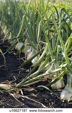 Rows of cooking onions, organic garden, Manitoba, Canada View Large Photo Image Stock Photo - Rows of cooking onions, organic garden, Manitoba, Canada. Fotosearch