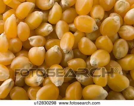 Stock Photo - Popping Corn Maize Kernels. Fotosearch