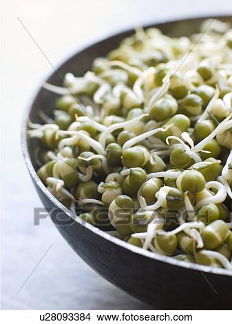Picture - Dish of Sprouting Moong Beans. Fotosearch