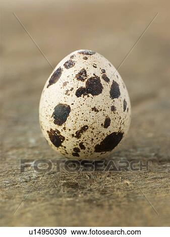 Stock Photo - Quails egg. Fotosearch
