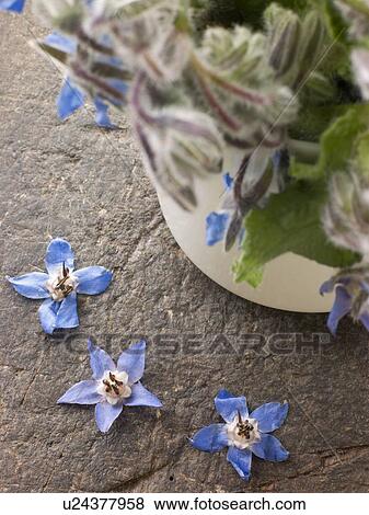 Stock Photo - Borage, herb. Fotosearch