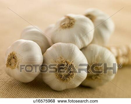 Bulbs of Garlic View Large Photo Image Stock Photo - Bulbs of Garlic. Fotosearch