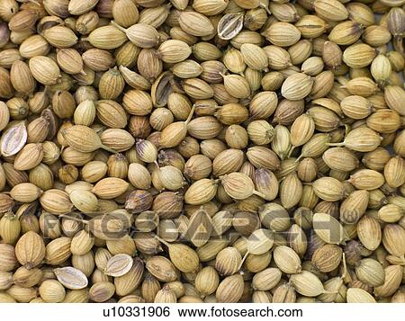 Stock Photograph - Corriander seeds. Fotosearch