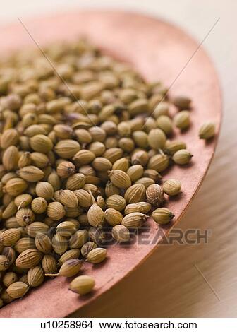 Dish of Coriander Seeds View Large Photo Image Picture - Dish of Coriander Seeds. Fotosearch