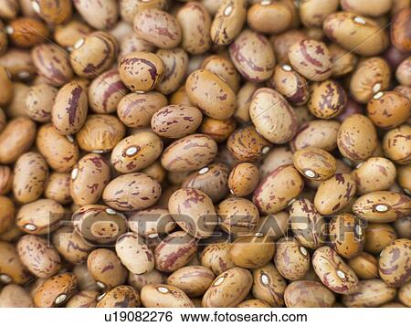 Stock Photograph - Borlotti beans. Fotosearch