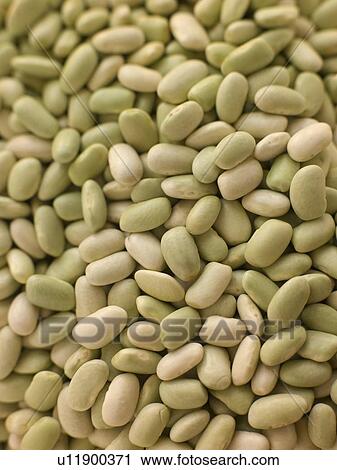 Flagelot beans View Large Photo Image Stock Image - Flagelot beans. Fotosearch