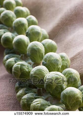 Stock Photo - Fresh sprouts on stalk. Fotosearch