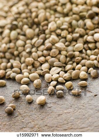 Green lentils, puy lentils View Large Photo Image Stock Image - Green lentils, puy lentils. Fotosearch