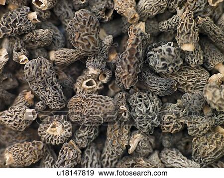 Morel mushrooms View Large Photo Image Stock Photo - Morel mushrooms. Fotosearch