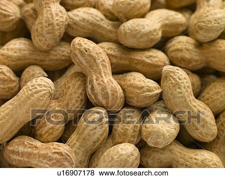 Stock Photo - Peanuts in shells. Fotosearch