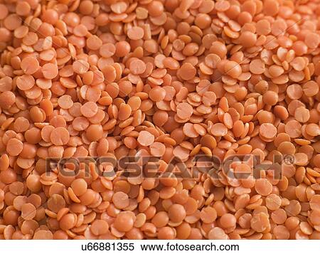 Red lentils View Large Photo Image Stock Photography - Red lentils. Fotosearch