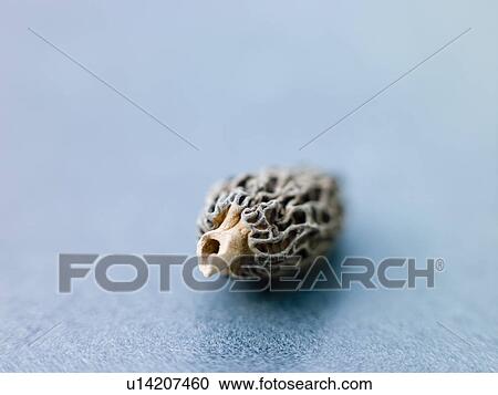 Stock Image - Single morel mushrooms. Fotosearch
