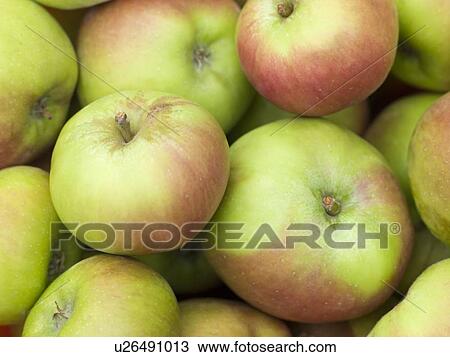 Stock Image - Apples, cox. Fotosearch