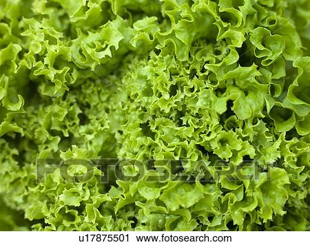 Batavia Lettuce View Large Photo Image Stock Image - Batavia Lettuce. Fotosearch