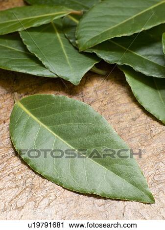 Stock Image - Bay leaves on chopping board. Fotosearch