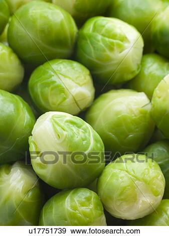 Stock Photo - Brussel sprouts. Fotosearch