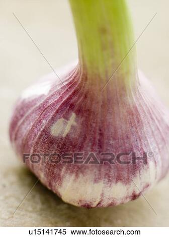Bulb of fresh garlic View Large Photo Image Stock Photography - Bulb of fresh garlic. Fotosearch