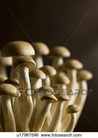 Buna Shimoji, brwon beech, mushrooms View Large Photo Image Stock Photograph - Buna Shimoji, brwon beech, mushrooms. Fotosearch