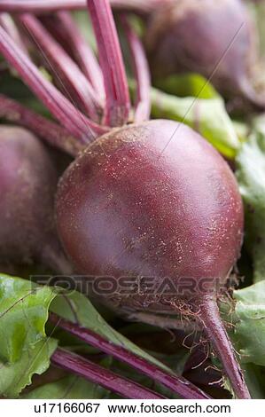 Stock Photo - Bunch of beetroot. Fotosearch