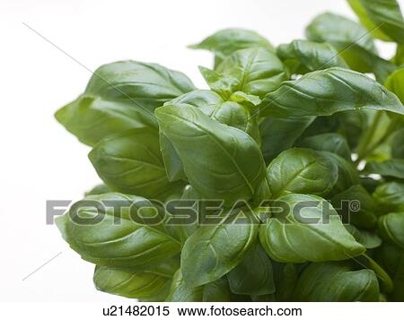 Bunch of Fresh Basil View Large Photo Image Stock Photography - Bunch of Fresh Basil. Fotosearch