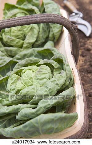 Picture - Cabbages in wooden trug. Fotosearch